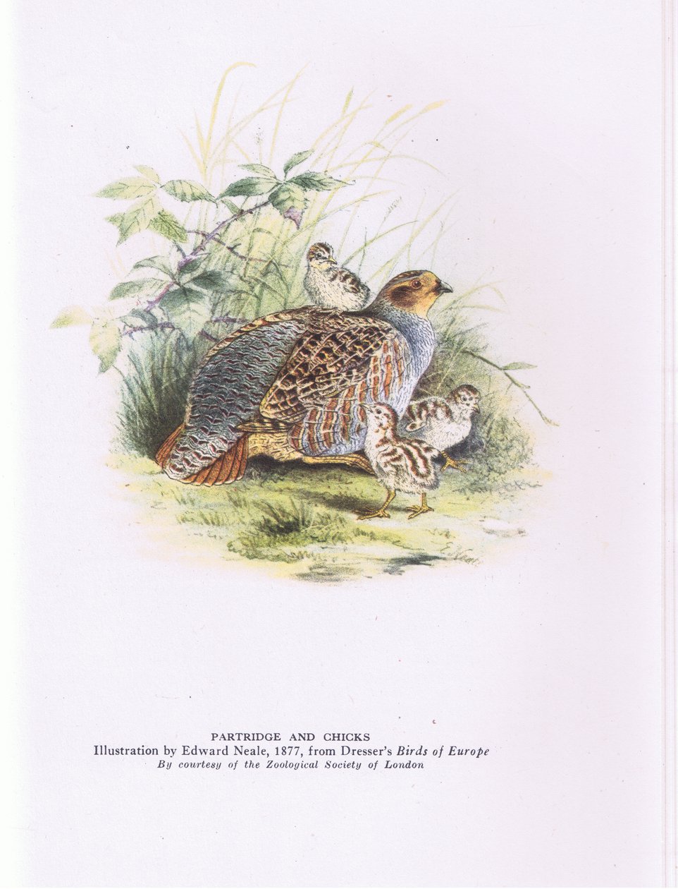 Partridge and chicks, Nature in Britain published by Collins 作： エドワード・ニール