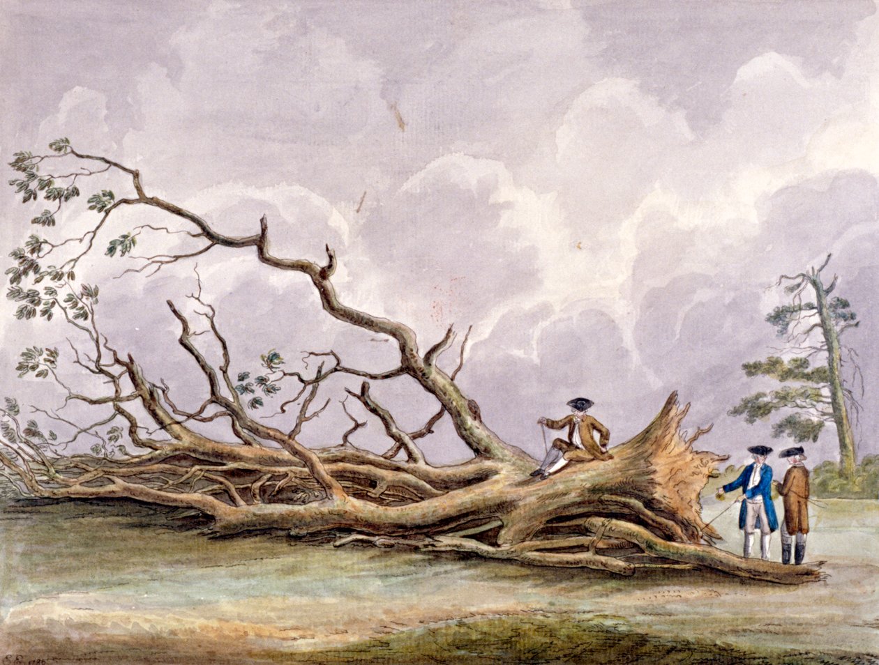 1780 年 10 月 15 日の嵐で被害を受けた木々、ローハンプトン、ロンドン 作： エドウィン・エドワーズ