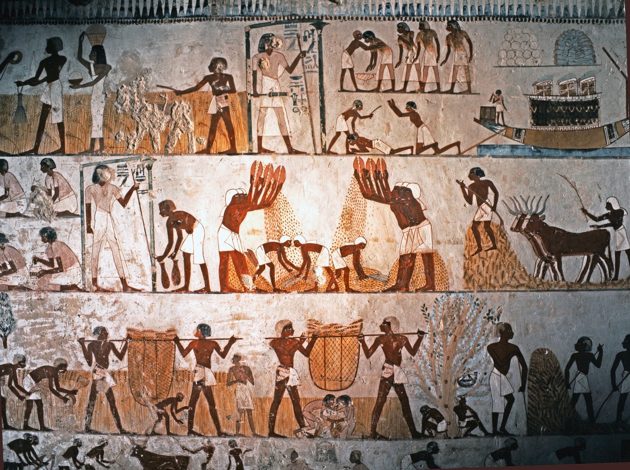 エジプト美術：収穫の場面。紀元前1400年頃、エルヴェのメンナの墓の壁画（石灰岩） 作： エジプト第18王朝