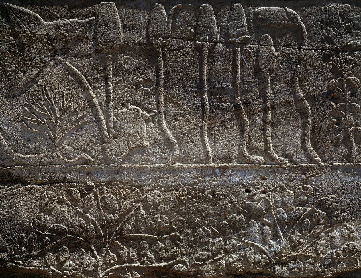 紀元前1465年、トゥトモセ3世のシリア遠征から持ち帰られた植物、レリーフの詳細、いわゆる植物園として知られるホール、アメン神殿、カルナック神殿群、エジプト文明、新王国時代、第18王朝時代 作： エジプト第18王朝