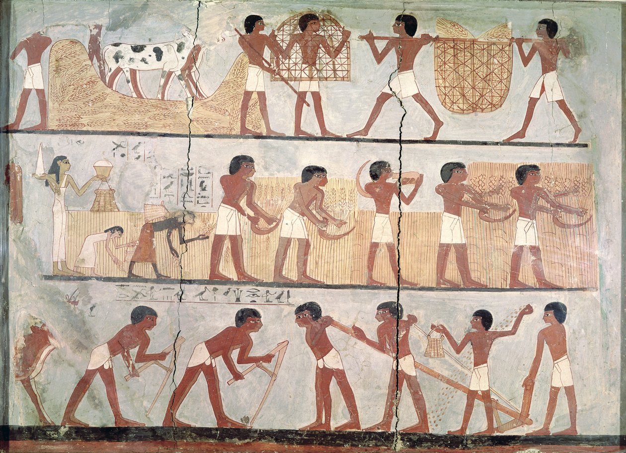 新王国東テーベ、ウンソウの墓からの播種と収穫のシーン（紀元前1555年-1080年）（粘土の色素） 作： エジプト第18王朝