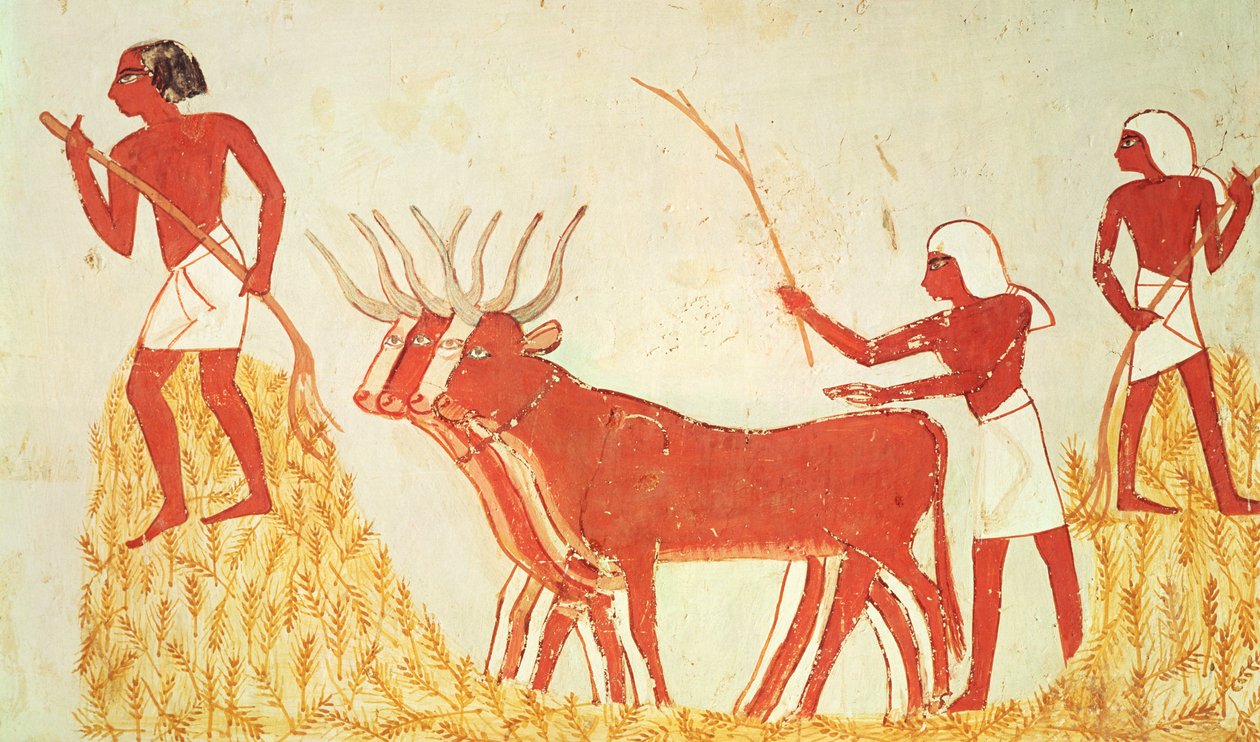 新しい王国、メナの墓からの牛を使った小麦の踏みつけ（壁画）（251665も参照） 作： エジプト第18王朝