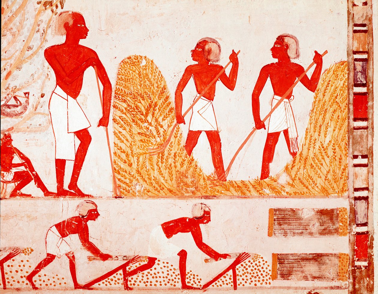 古代エジプトの収穫の様子（フレスコ画 作： エジプトのエジプト人