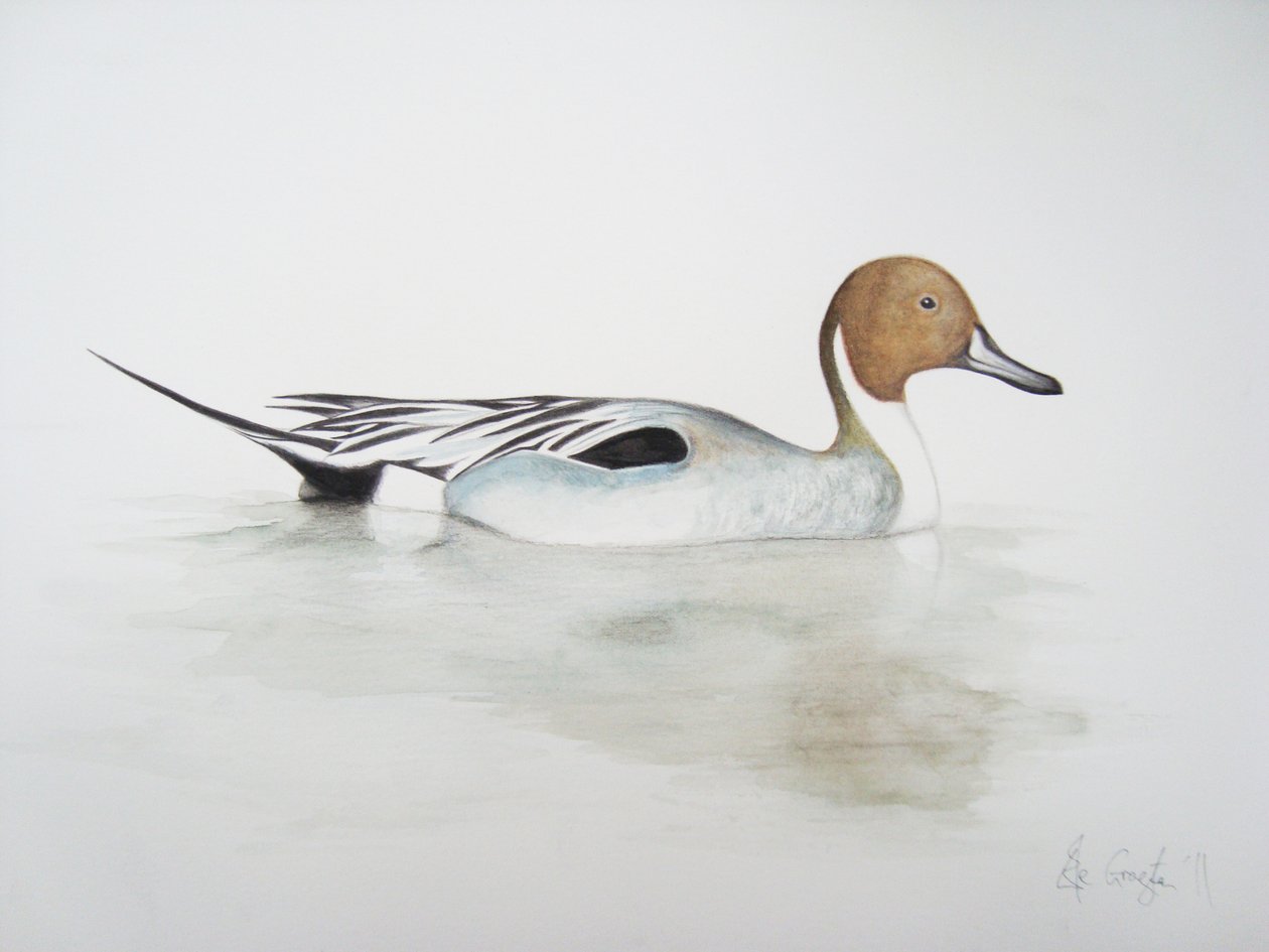 オナガガモ, 2011 （水彩絵の具、鉛筆） 作： エレノア・グラフトン