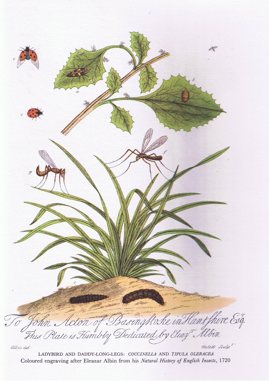 レディバードとダディロンドレッグスCoccinellaとTipula Oleracea（カラーリトグラフ 作： エレアザール（後）アルビン