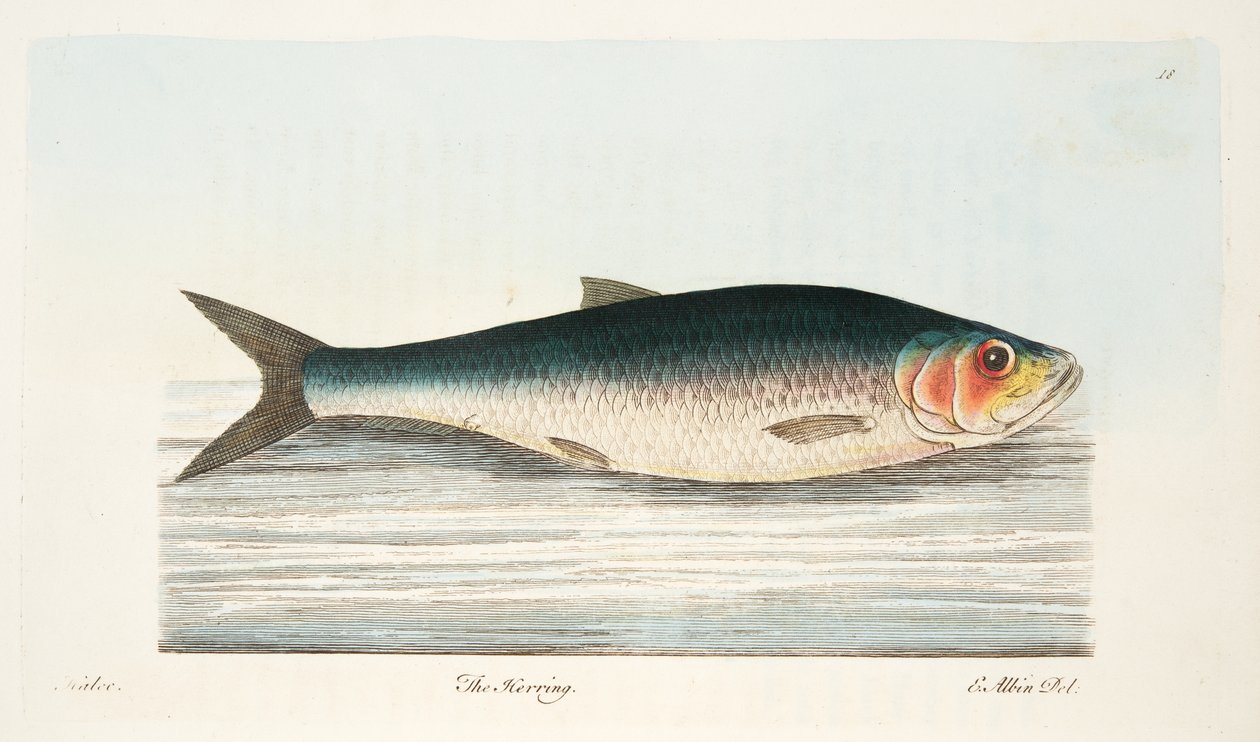 ニシン、魚と魚の池に関するお土産、パブ。 1832（手描きの彫刻） 作： エレアザル・アルビン