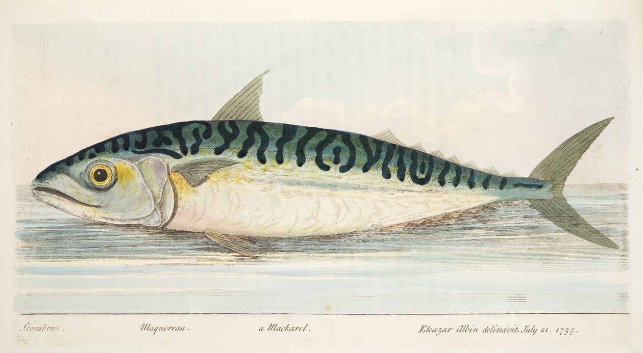 魚と魚のいる池の小説、パブからのサバ。 1832（手描きの彫刻） 作： エレアザル・アルビン