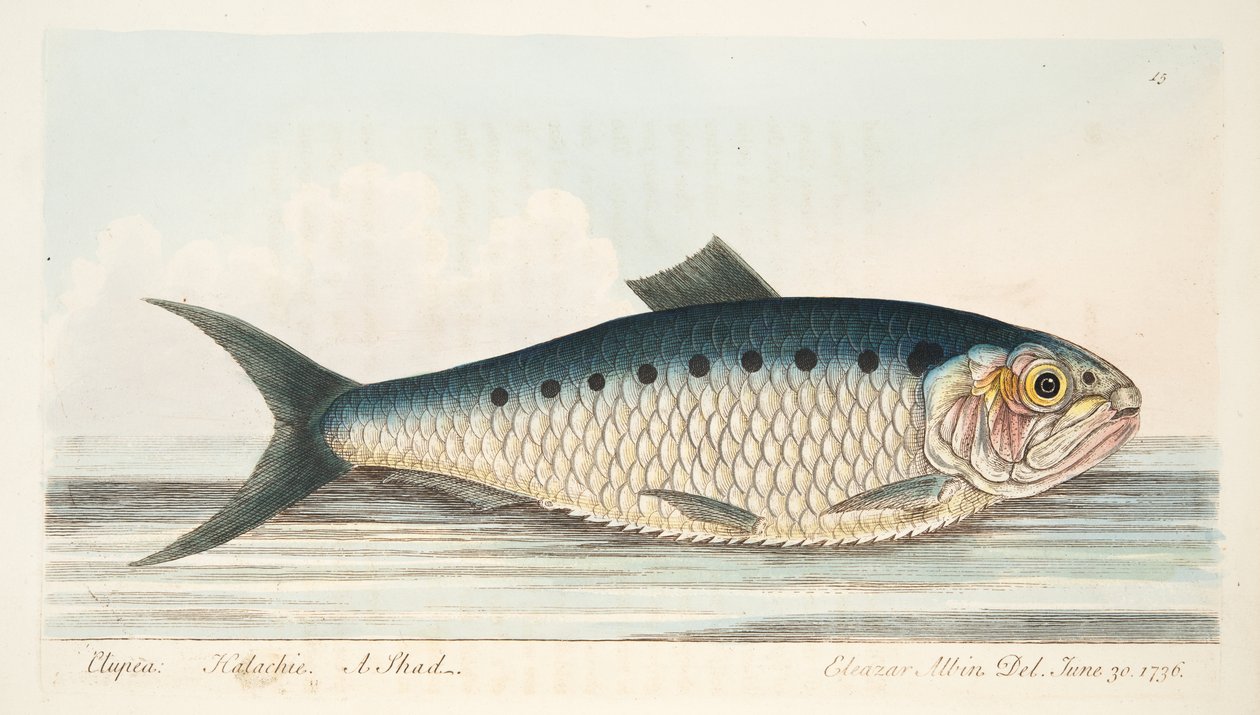 シャッド、魚と魚の池に関するお土産、パブ。 1832（手描きの彫刻） 作： エレアザル・アルビン