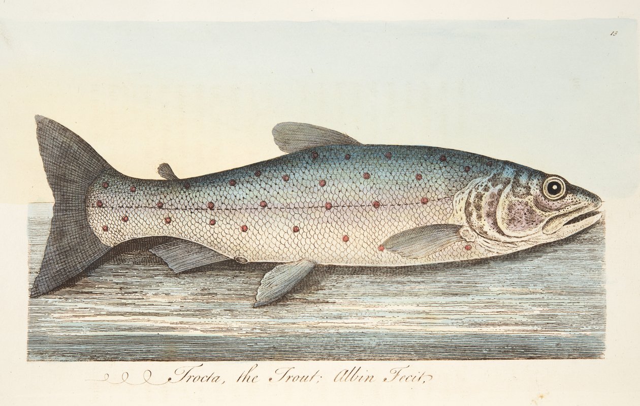 トラウト、魚と魚の池に関するお土産、パブ。 1832（手描きの彫刻） 作： エレアザル・アルビン