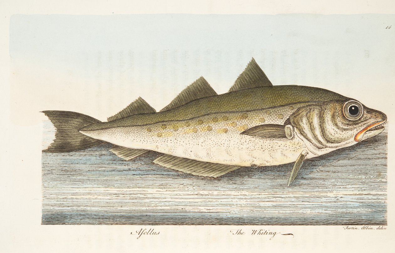 ホワイティング、魚と魚の池に関するおもてなし、パブ。 1832（手描きの彫刻） 作： エレアザル・アルビン