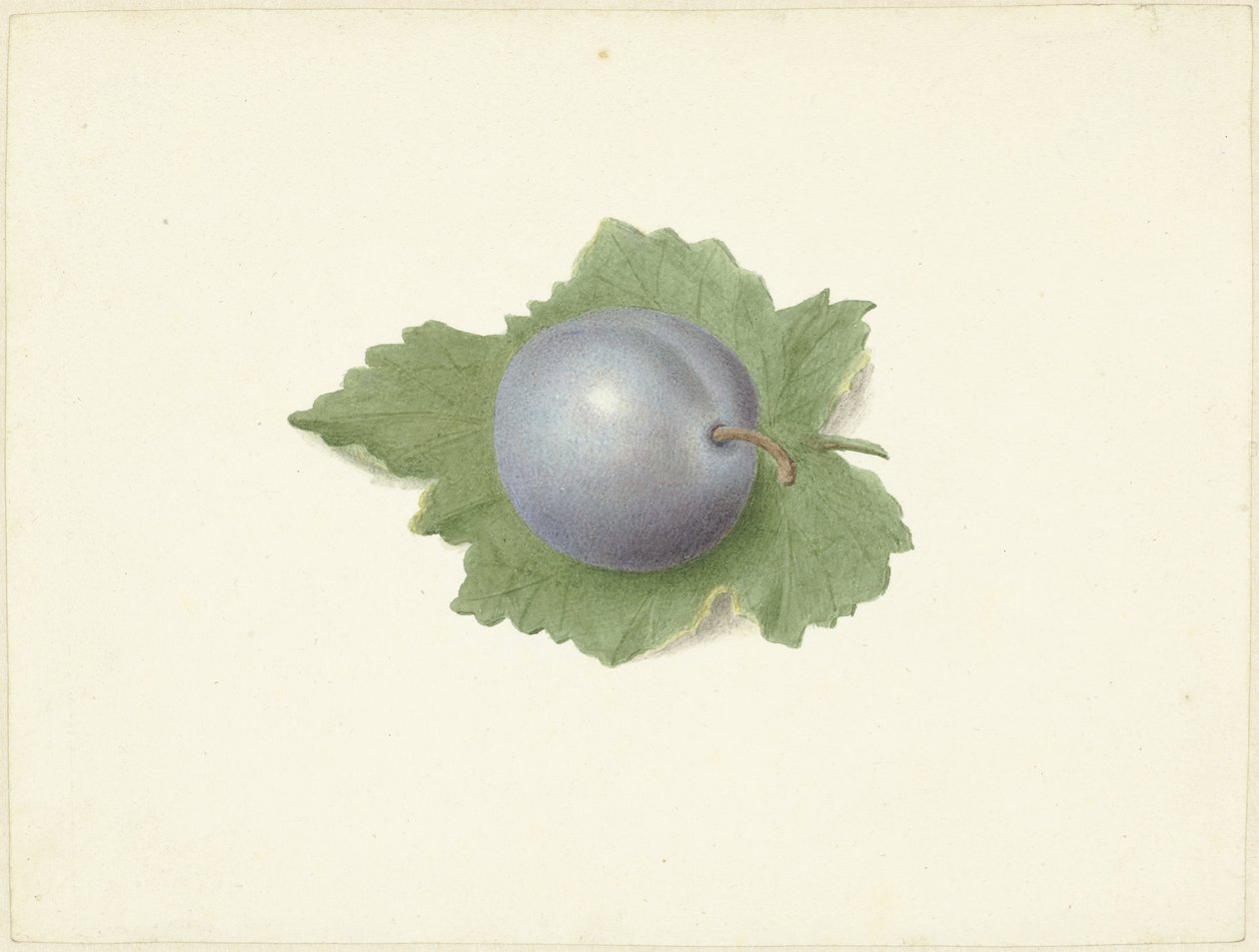 葉の上の梅 作： Elisabeth Geertruida van de Kasteele