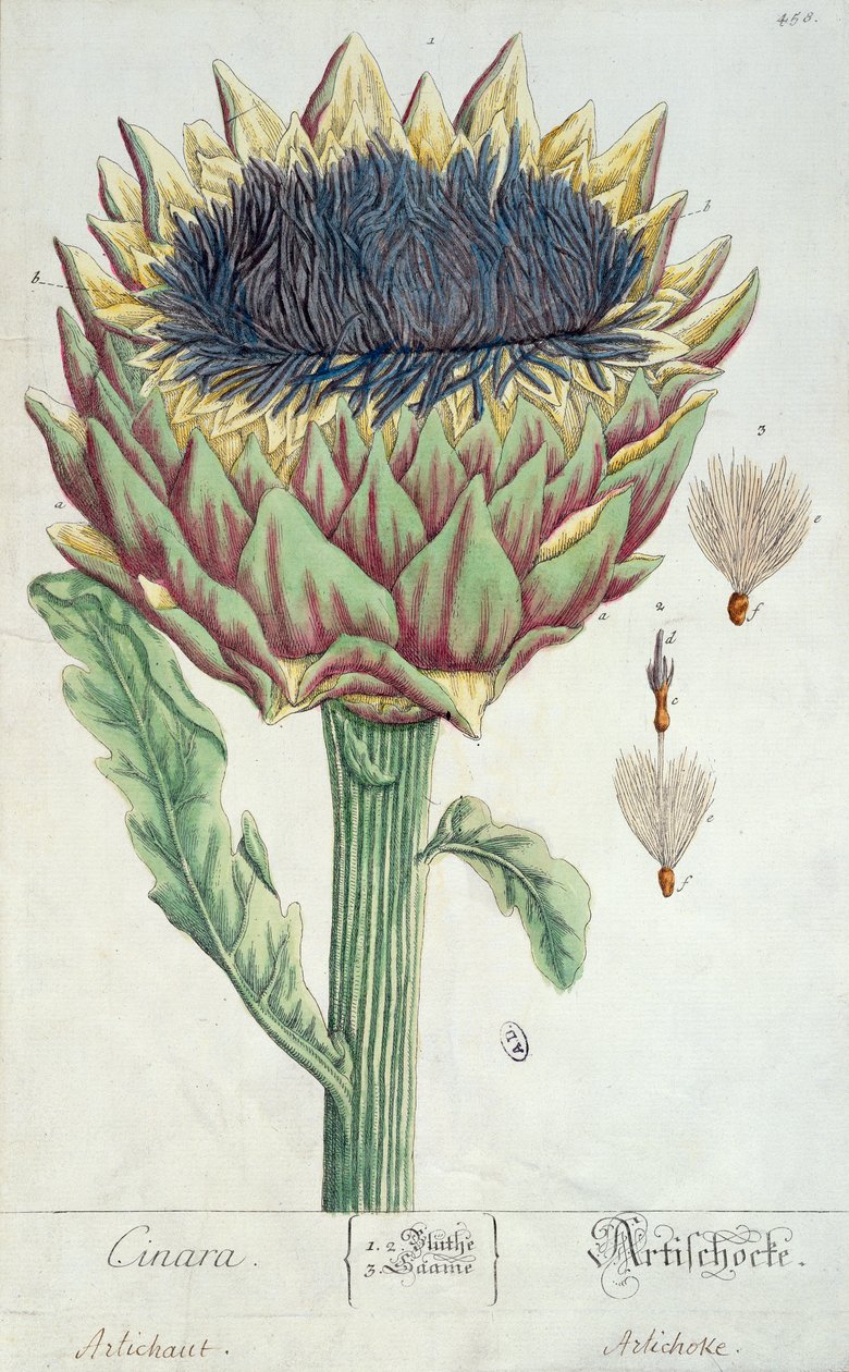 アーティチョーク、「Herbarium Blackwellianum」、1757年（紙にペンとインクとトイレ） 作： エリザベスブラックウェル