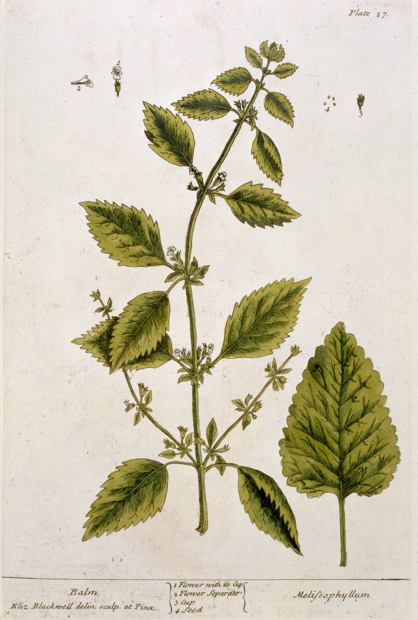 バーム、 &39;A Curious Herbal&39;のプレート27、1782年発行（カラー彫刻） 作： エリザベスブラックウェル