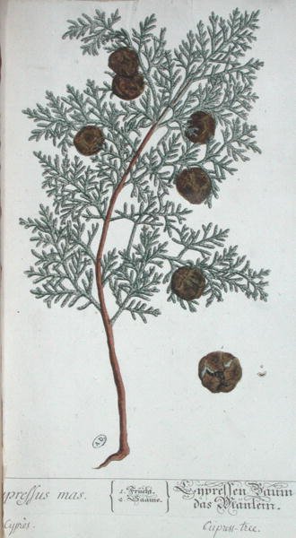 1757年にニュルンベルクで出版された「A Curious Herbal」に掲載されているサイプレスの木（彩色された彫刻）。 作： エリザベスブラックウェル