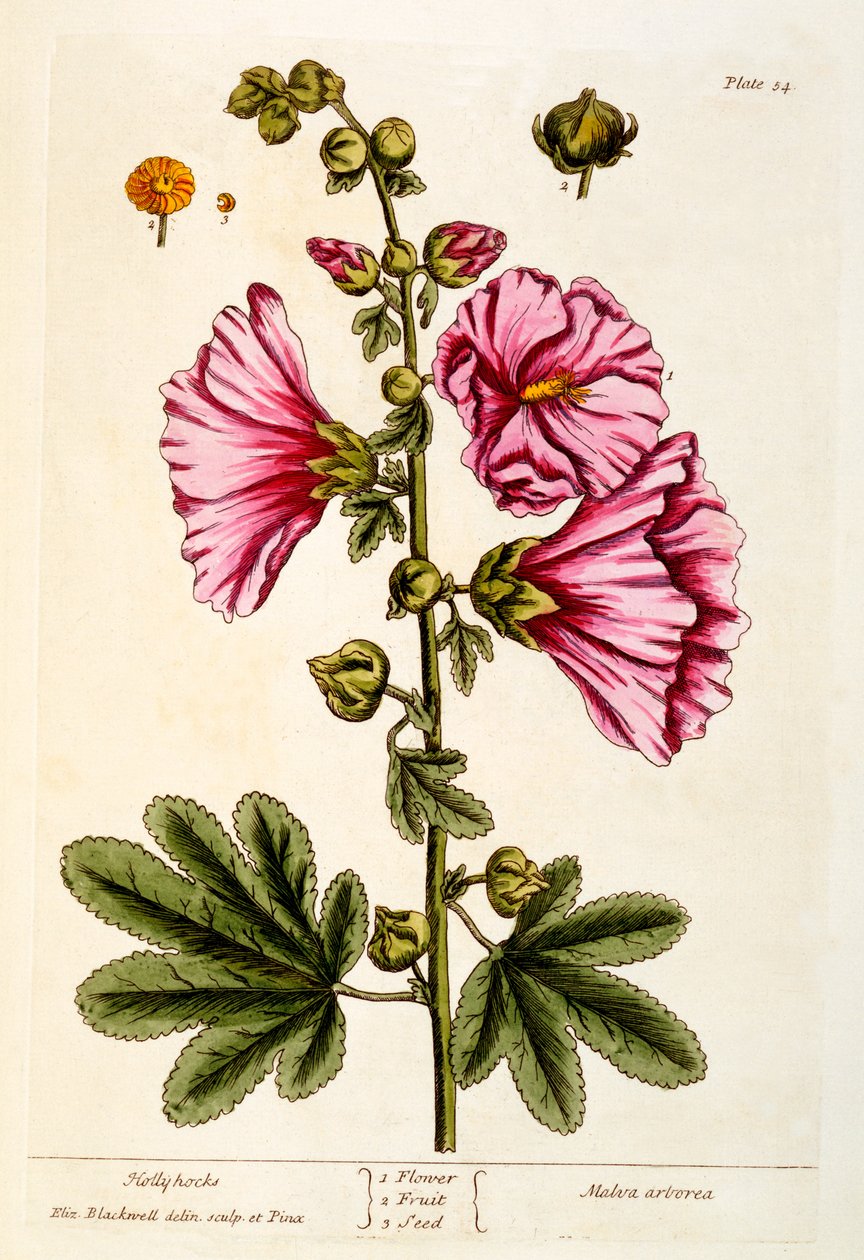 Hollyhocks、 &39;A Curious Herbal&39;のプレート54、1782年発行（カラー彫刻） 作： エリザベスブラックウェル