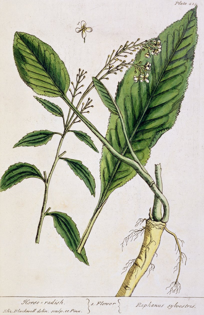 ホースラディッシュ、 &39;A Curious Herbal&39;のプレート415、1782年発行（カラー彫刻） 作： エリザベスブラックウェル