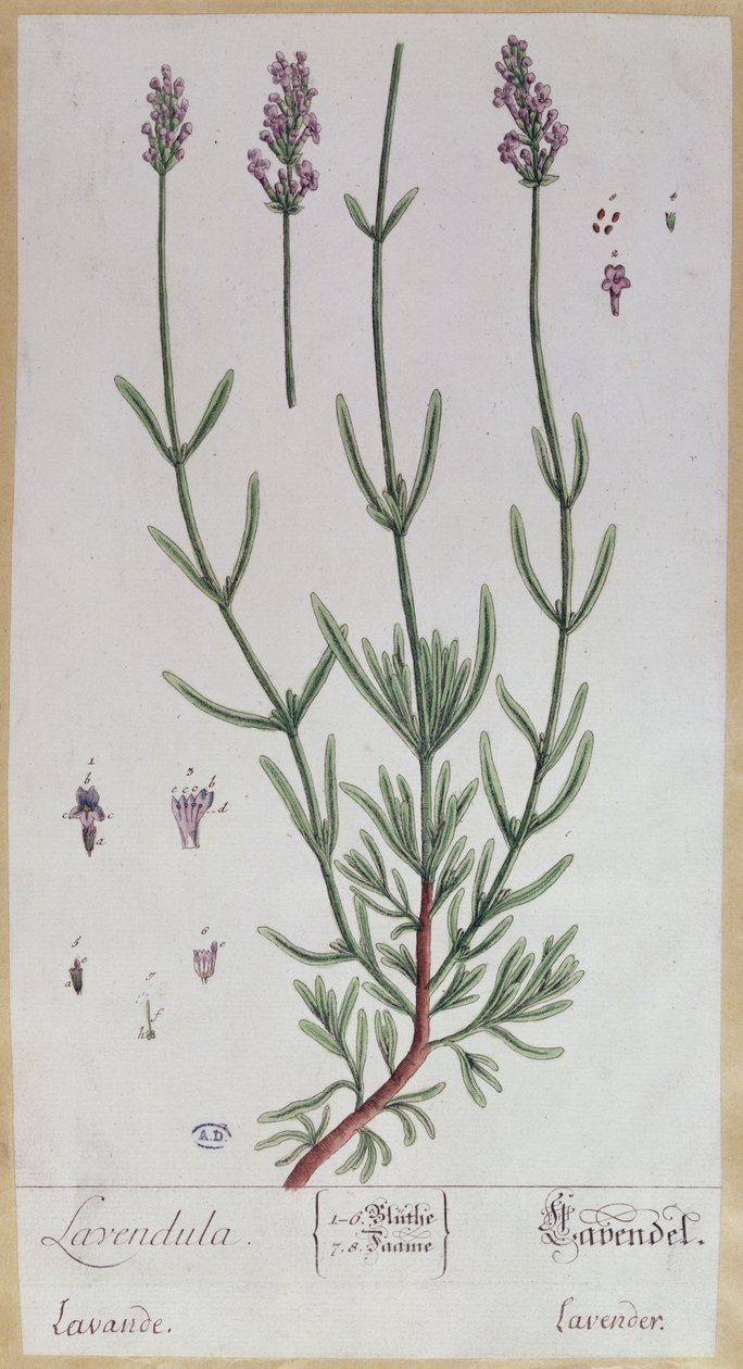 ラベンダー、アーティストによる &39;Herbarium Blackwellianum&39;のプレート、1757年（ペンとインク、紙のトイレ） 作： エリザベスブラックウェル