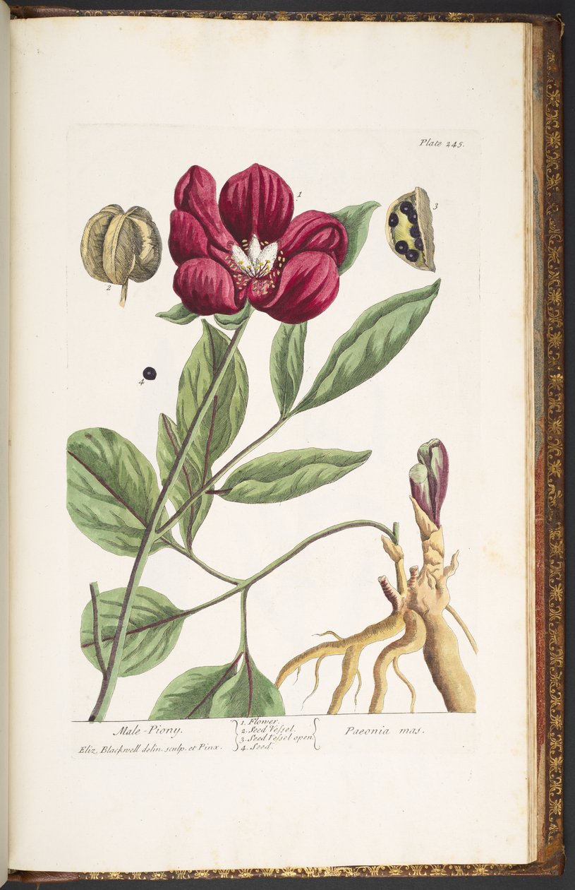 プレート 245、オスのピオニー、「A Curious Herbal」より 作： エリザベスブラックウェル