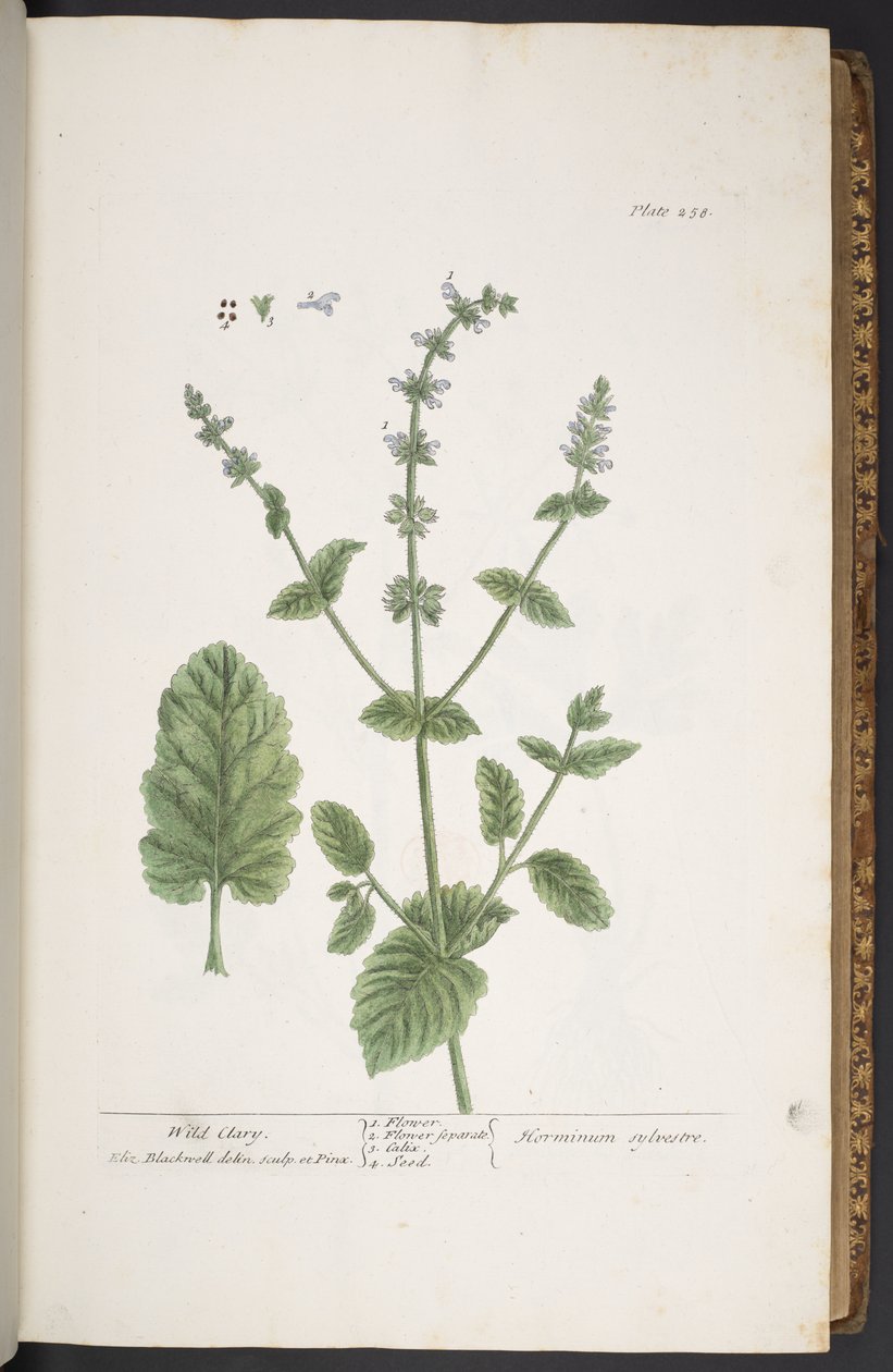 プレート 258、「A Curious Herbal」より 作： エリザベスブラックウェル
