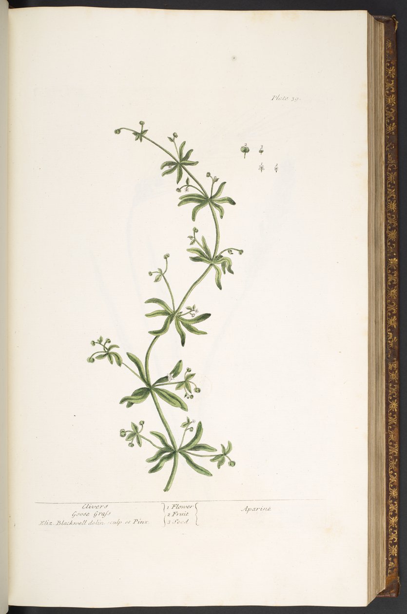 プレート 39、Clivers、Goose Grass、「A Curious Herbal」より 作： エリザベスブラックウェル