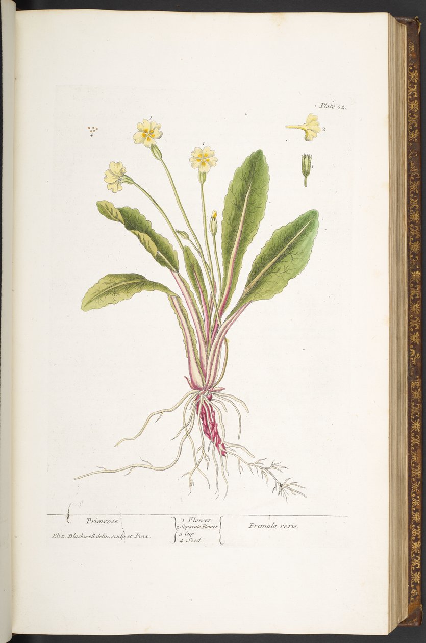 プレート 52、プリムローズ、「A Curious Herbal」より 作： エリザベスブラックウェル