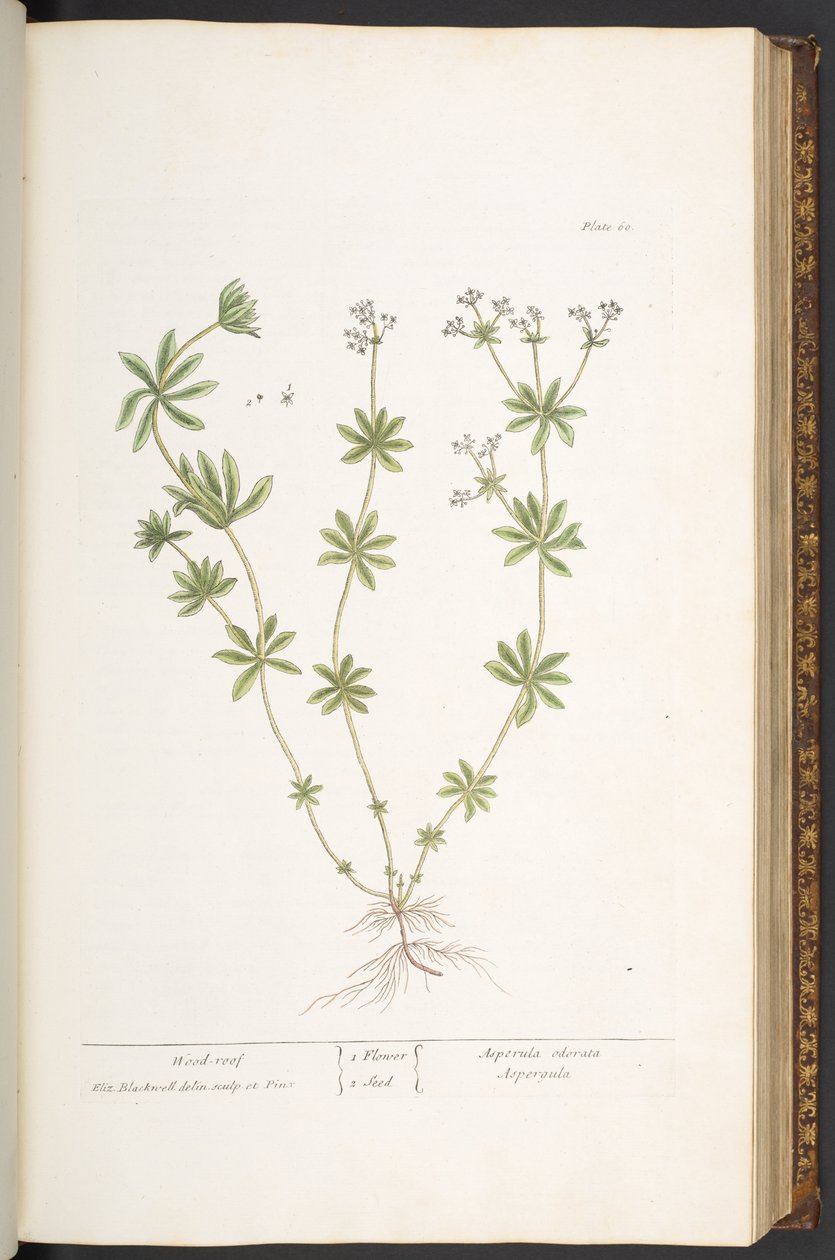 プレート 60、「A Curious Herbal」のウッド ルーフ 作： エリザベスブラックウェル