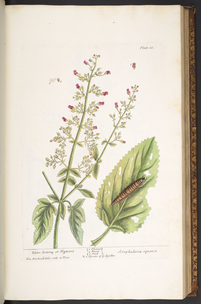 プレート 86、「A Curious Herbal」より 作： エリザベスブラックウェル