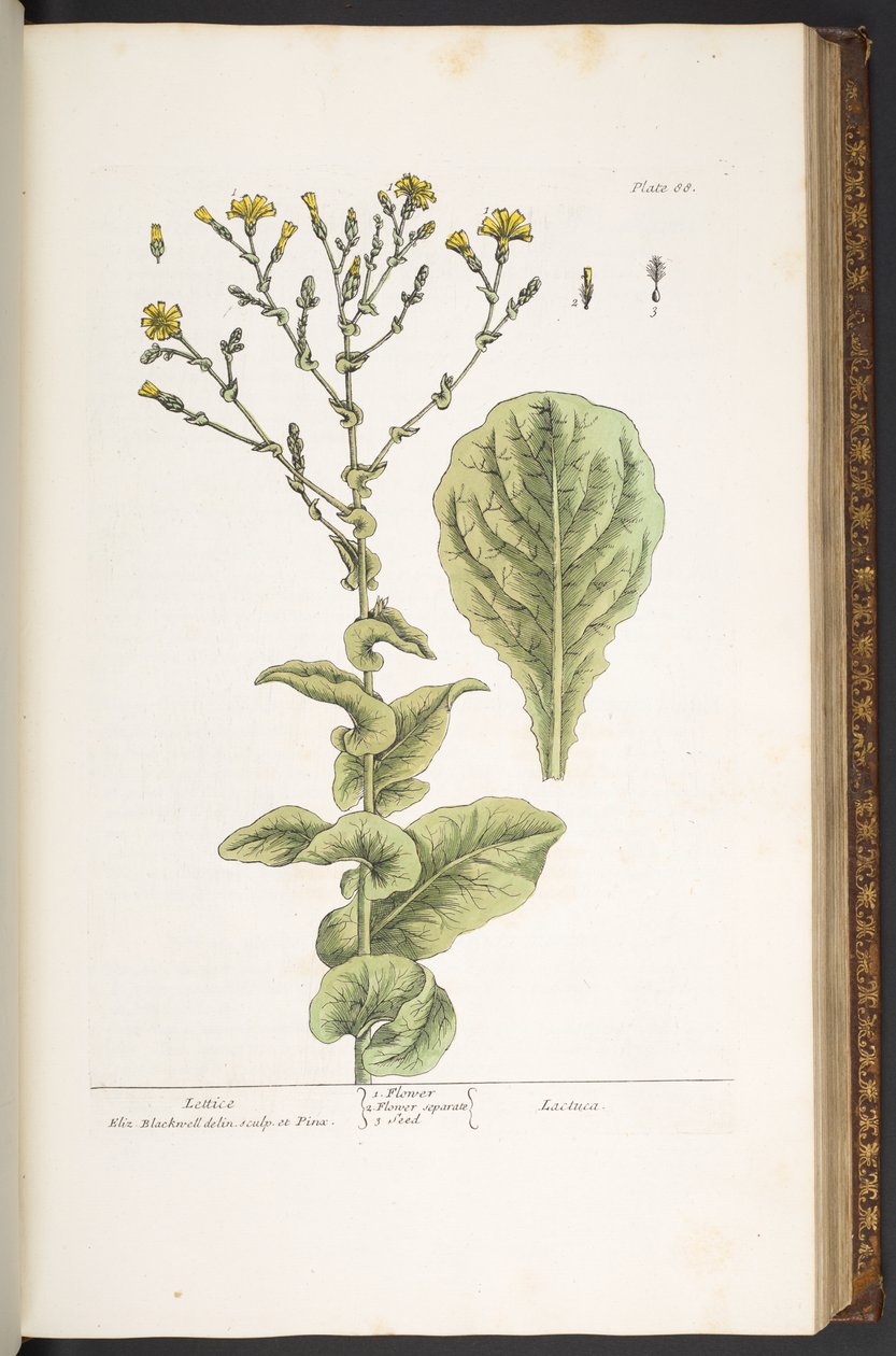 プレート 88、「A Curious Herbal」より 作： エリザベスブラックウェル