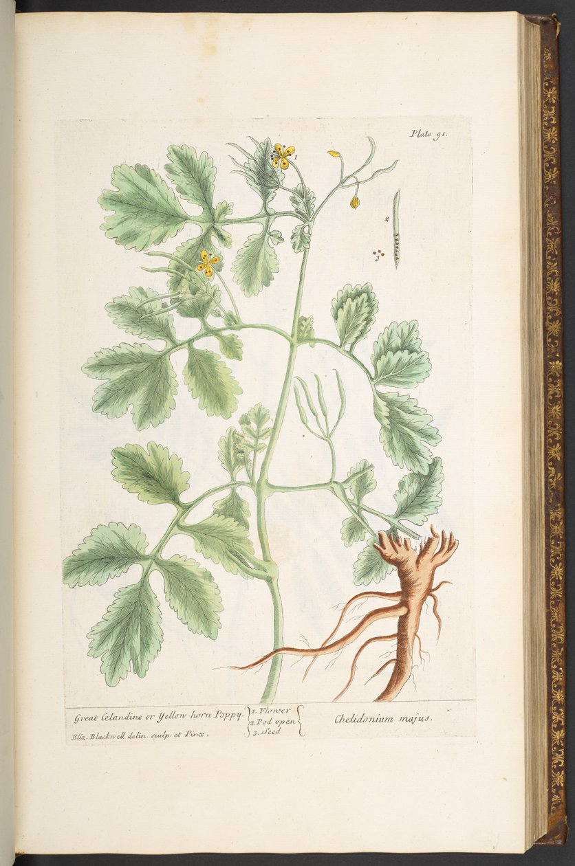 「A Curious Herbal」のプレート 91、Great Celandine、または Yellow Horn Poppy 作： エリザベスブラックウェル