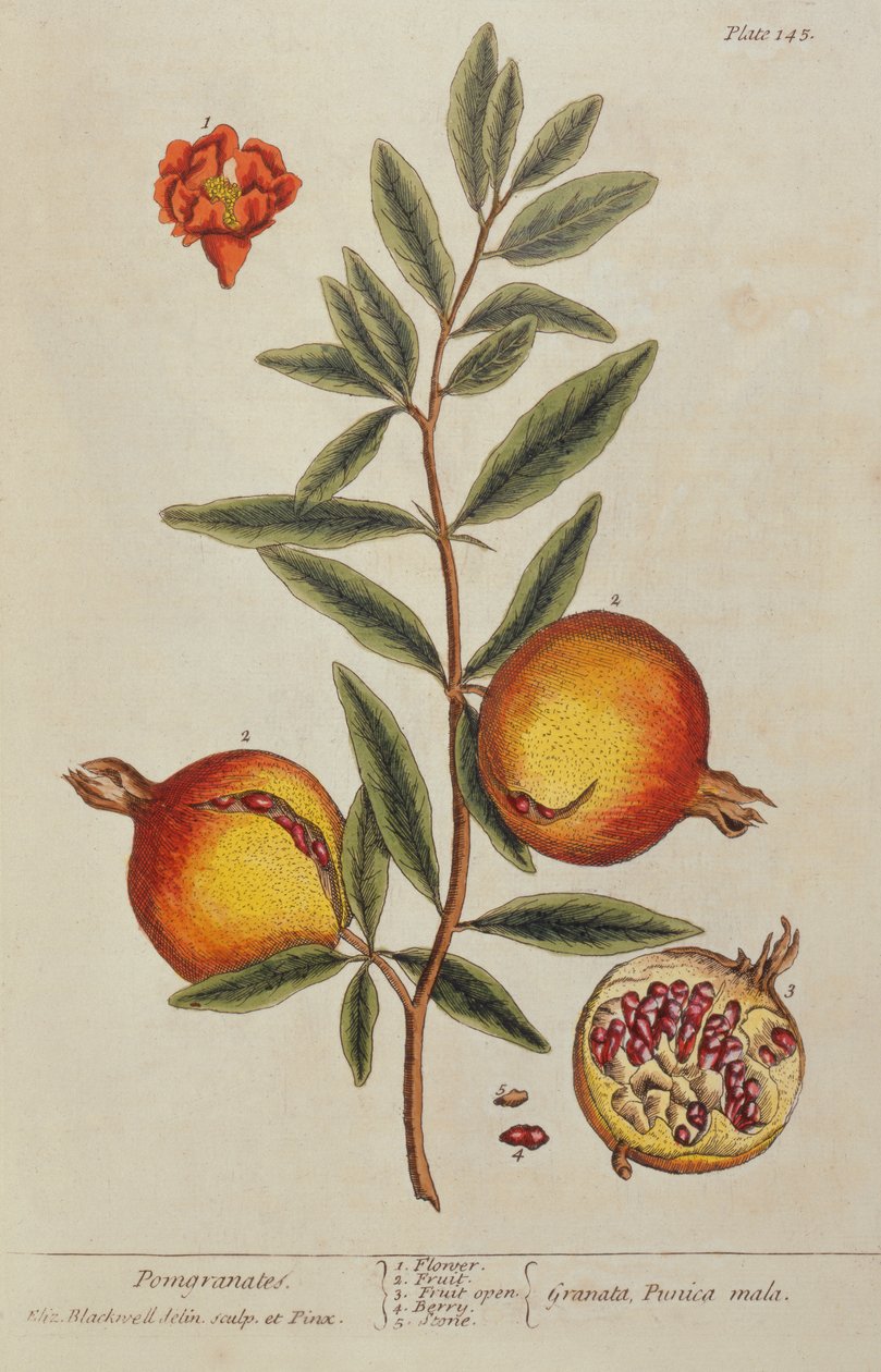 Punica granatum、好奇心の強いハーブから、1782 作： エリザベスブラックウェル
