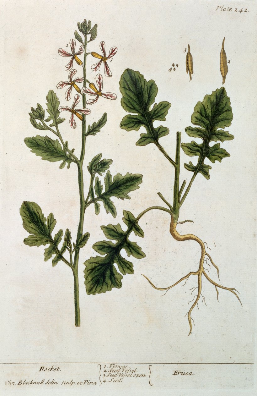 ロケット、 &39;A Curious Herbal&39;のプレート242、1782年発行（カラー彫刻） 作： エリザベスブラックウェル