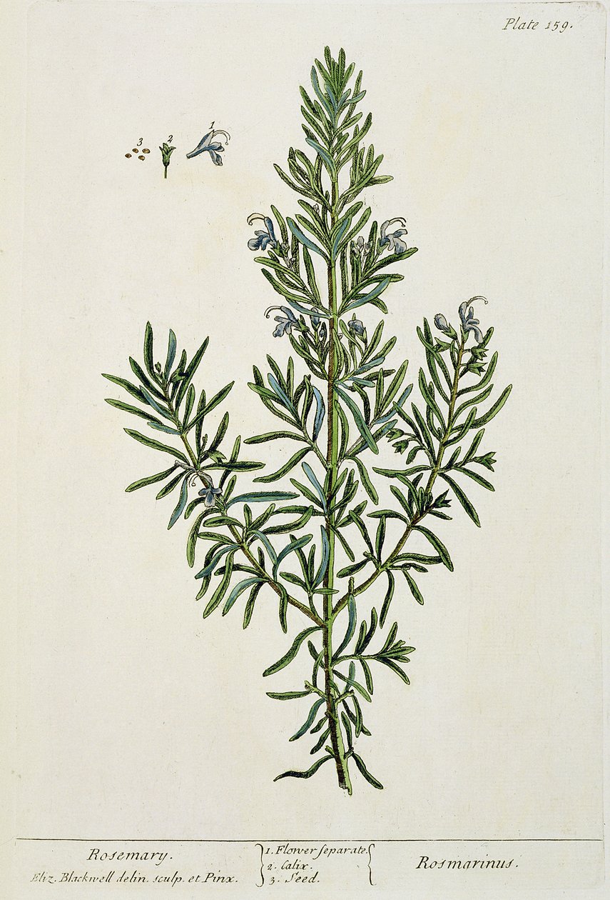 Rosmarinus Officinalis、 &39;A Curious Herbal&39;から、1782（カラー彫刻） 作： エリザベスブラックウェル