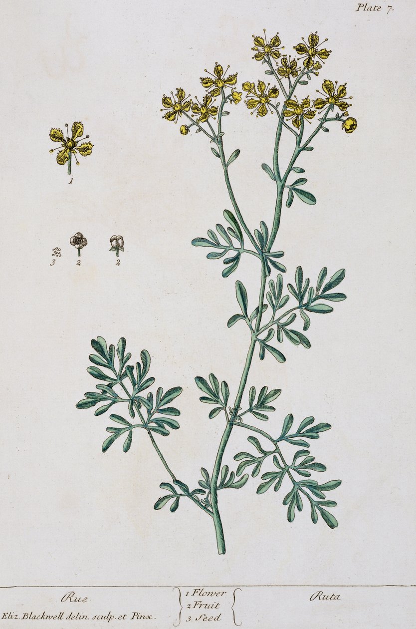Rue、 &39;A Curious Herbal&39;のプレート7、1782年発行（カラー彫刻） 作： エリザベスブラックウェル