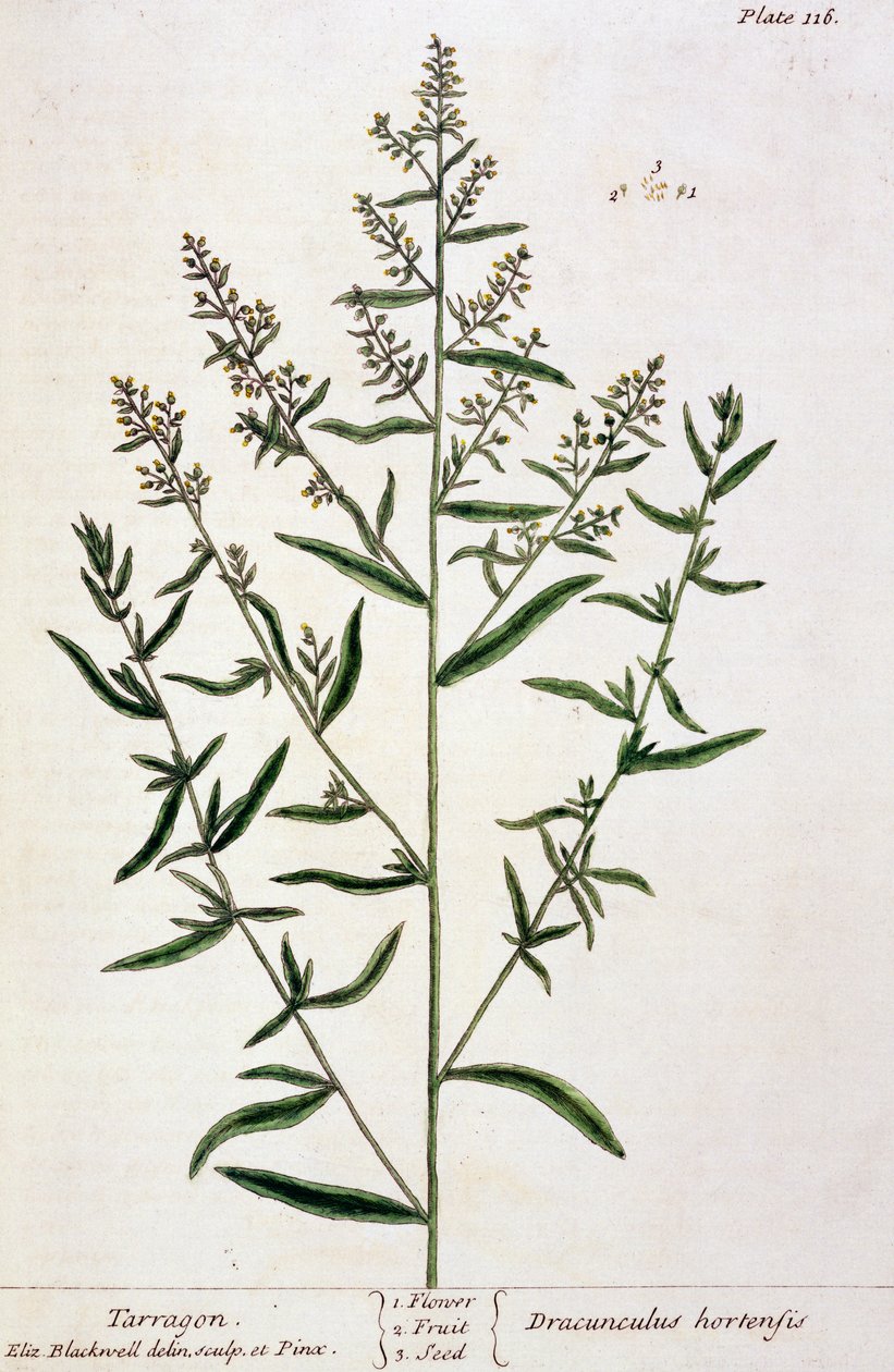 タラゴン、 &39;A Curious Herbal&39;のプレート116、1782年発行（カラー彫刻） 作： エリザベスブラックウェル