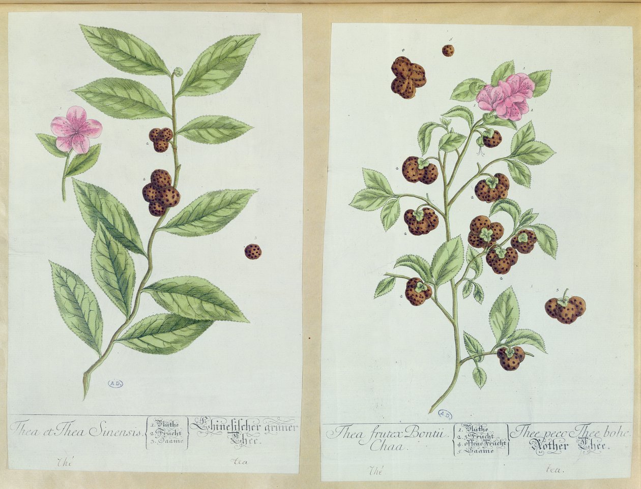 ティーとチャイナティー、 &39;Herbarium Blackwellianum&39;のプレート、1757年にドイツのニュルンベルクで公開（色の彫刻） 作： エリザベスブラックウェル