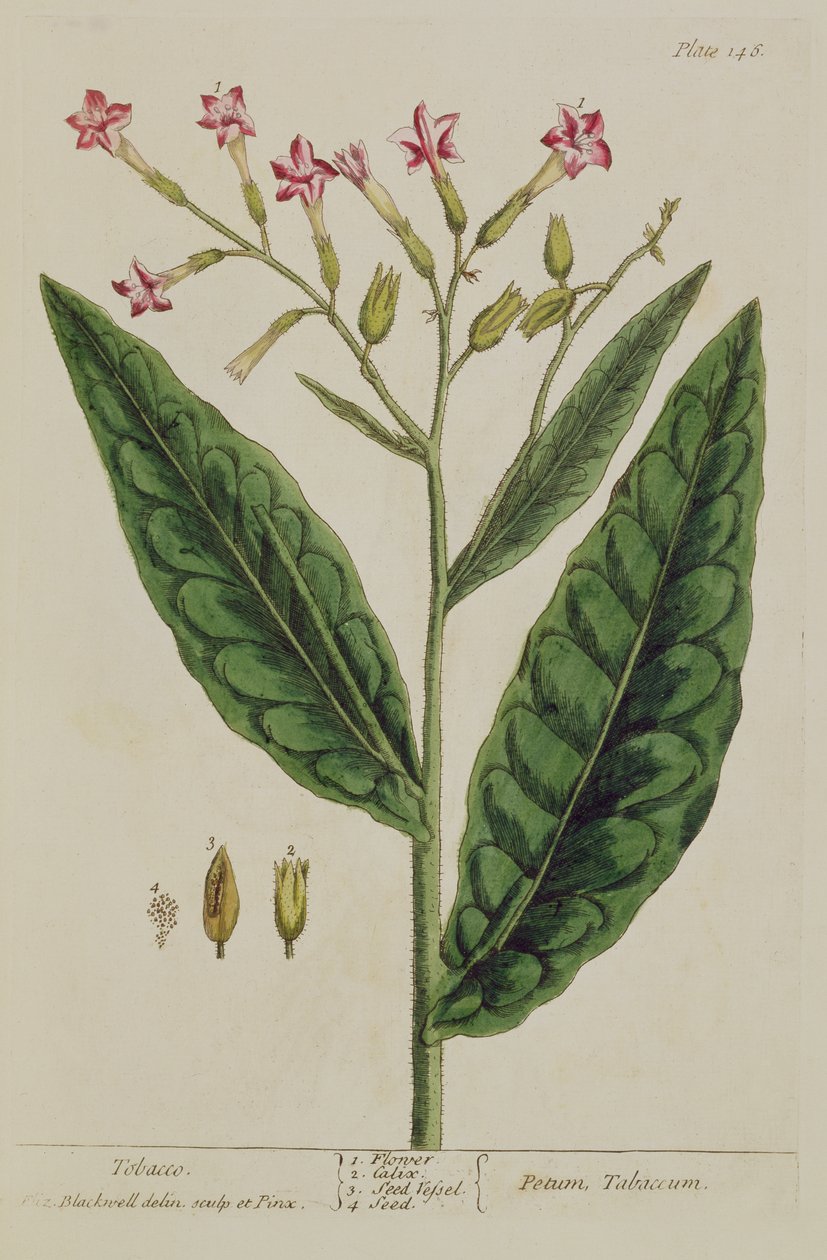 タバコ、 &39;A Curious Herbal&39;のプレート146、1782年発行（カラー彫刻） 作： エリザベスブラックウェル