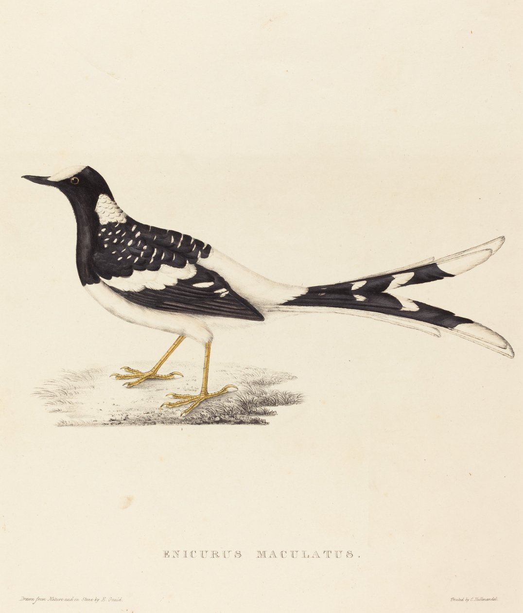 Enicurus Maculatus (斑点フォークテール) 作： エリザベス・グールド