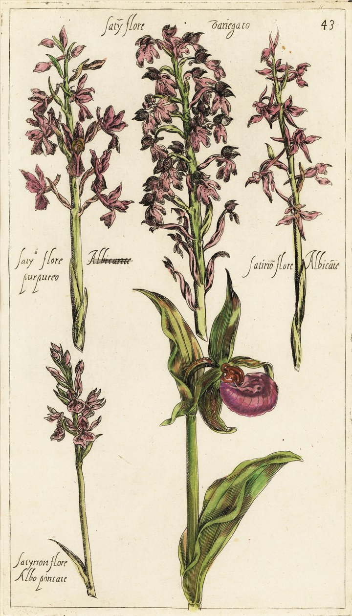様々な種類のヨーロッパの蘭、レディーズ・スリッパー・オーキッド、Cypripedium calceolus 作： エマニュエル・スウィート