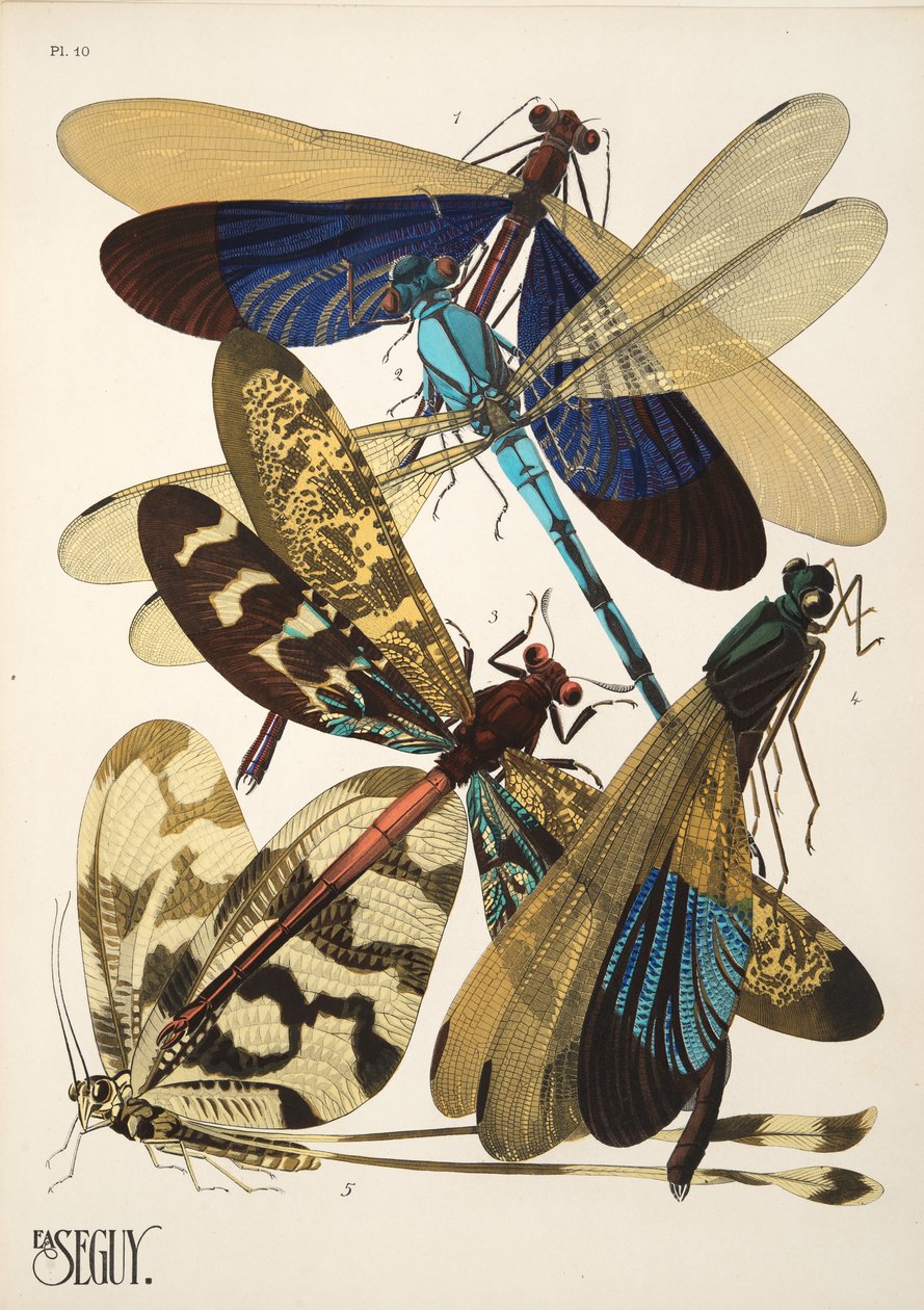 Insectes、pub のプレート 10。 1930年代（ポチョワールプリント） 作： エミール・アラン・セギ