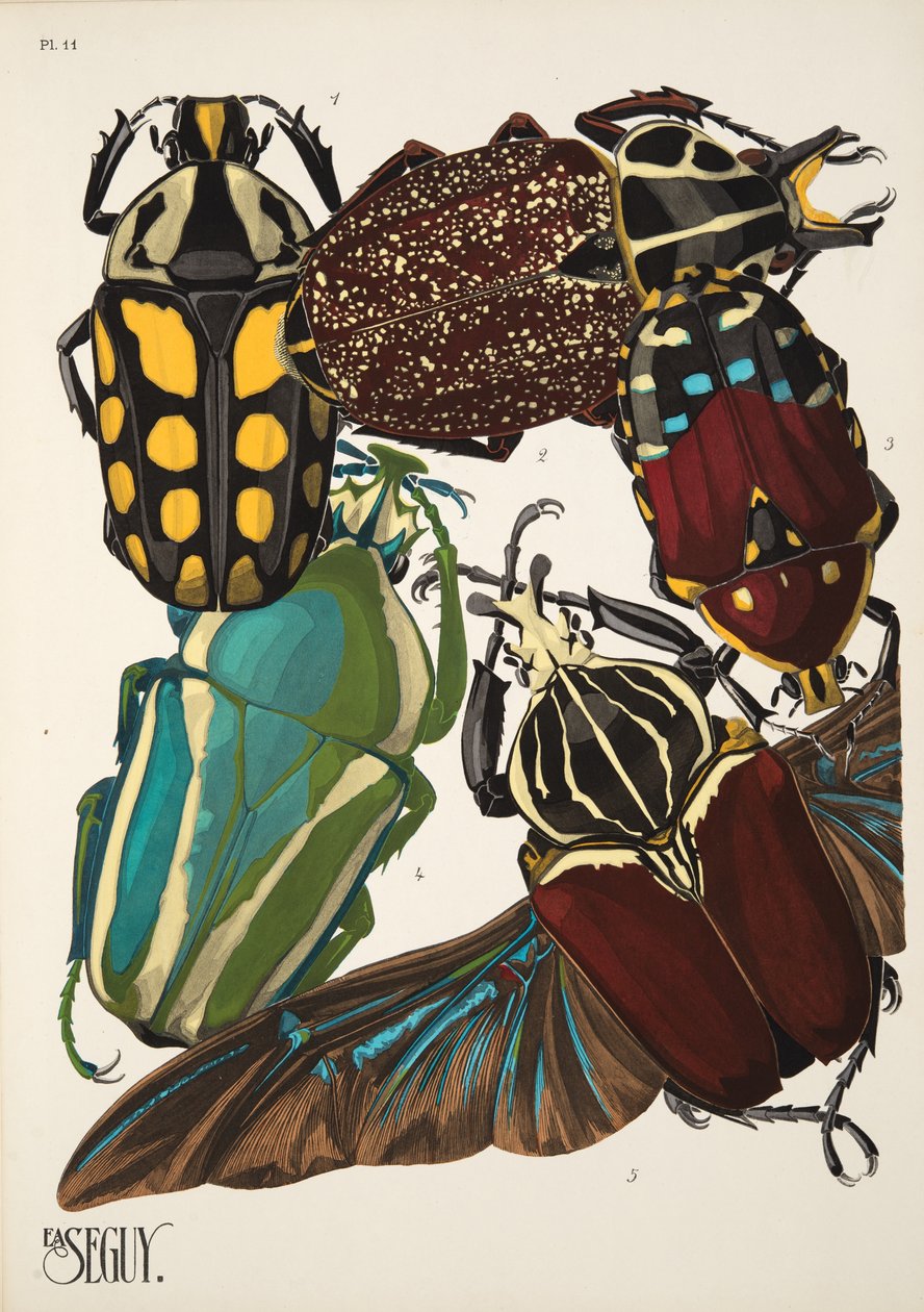 Insectes のプレート 11、パブ。 1930年代（ポチョワールプリント） 作： エミール・アラン・セギ