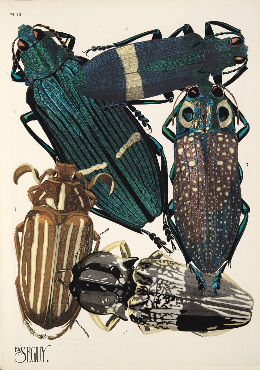 Insectes のプレート 13、パブ。 1930年代（ポチョワールプリント） 作： エミール・アラン・セギ
