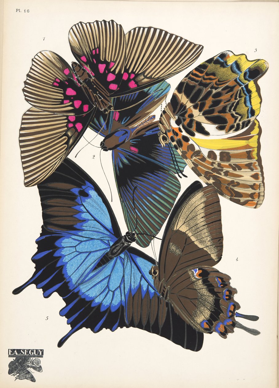 プレート 16、Butterflies、パブから。 1925年（ステンシルプリント） 作： エミール・アラン・セギ