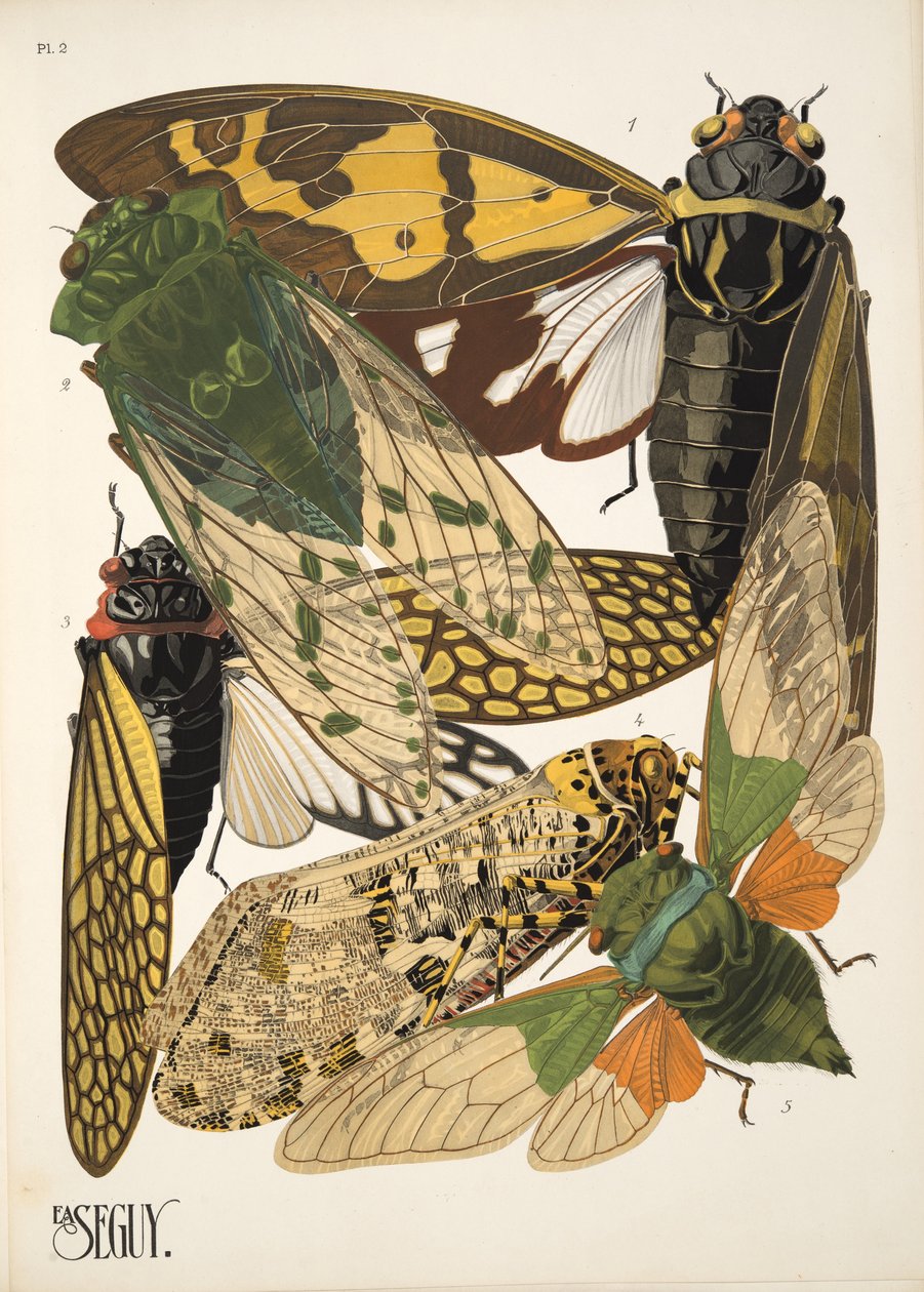 Insectes のプレート 2、パブ。 1930年代（ポチョワールプリント） 作： エミール・アラン・セギ
