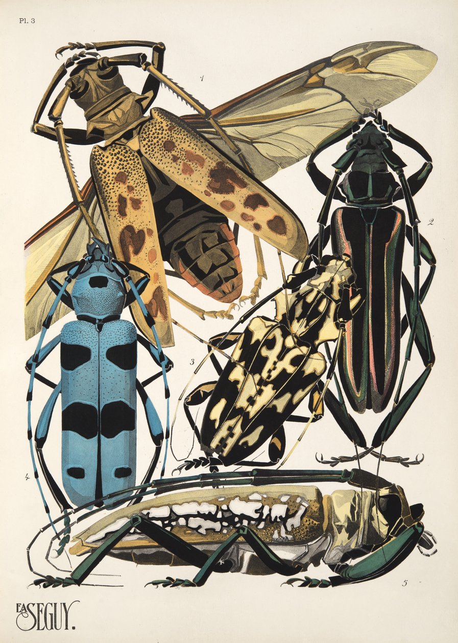 Insectes のプレート 3、パブ。 1930年代（ポチョワールプリント） 作： エミール・アラン・セギ