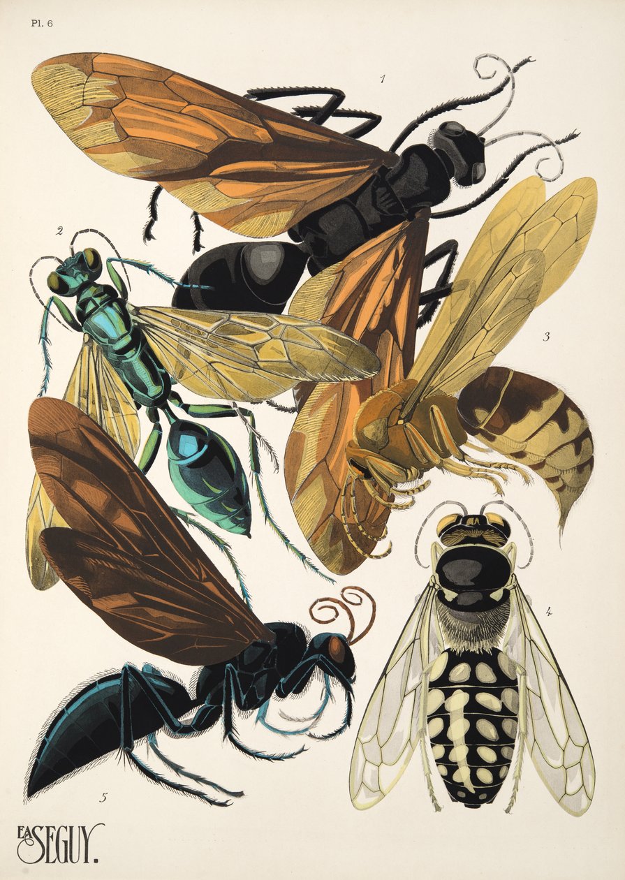 Insectes、pub からのプレート 6。 1930年代（ポチョワールプリント） 作： エミール・アラン・セギ