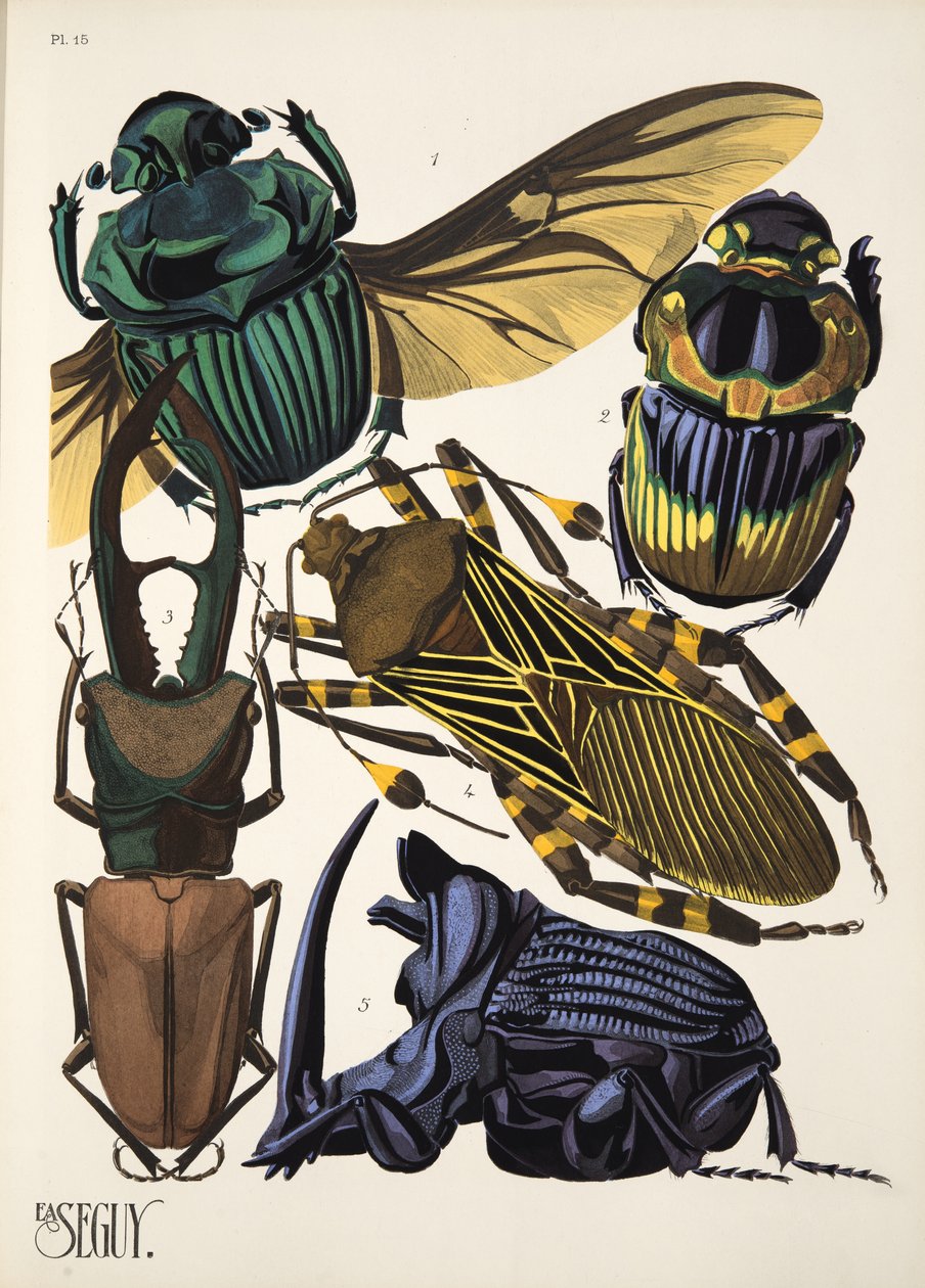Insectes、pub からのプレート 15。 1930年代（ポチョワールプリント） 作： エミール・アラン・セギ