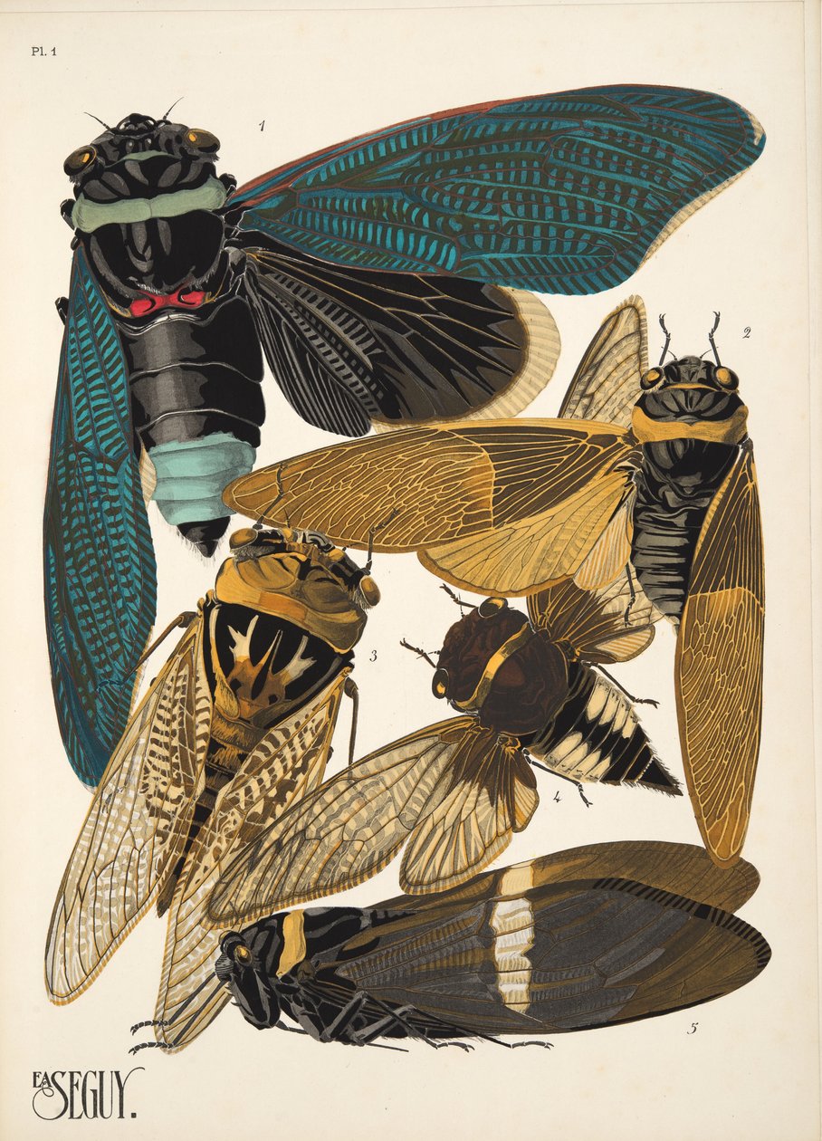 Insectes のプレート 1、パブ。 1930年代（ポチョワールプリント） 作： エミール・アラン・セギ
