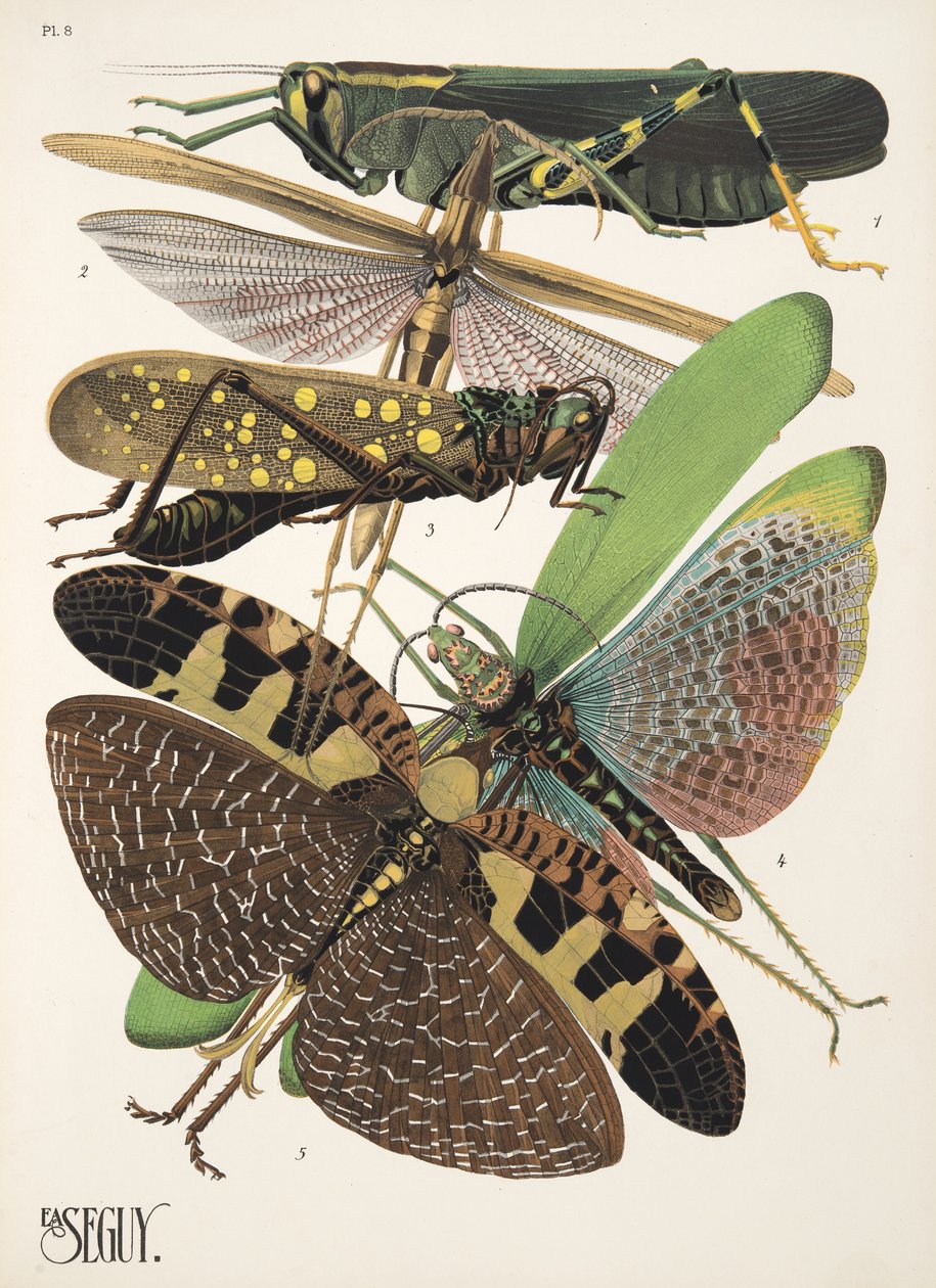 Insectes、パブからのプレート 8。 1930年代（ポチョワールプリント） 作： エミール・アラン・セギ