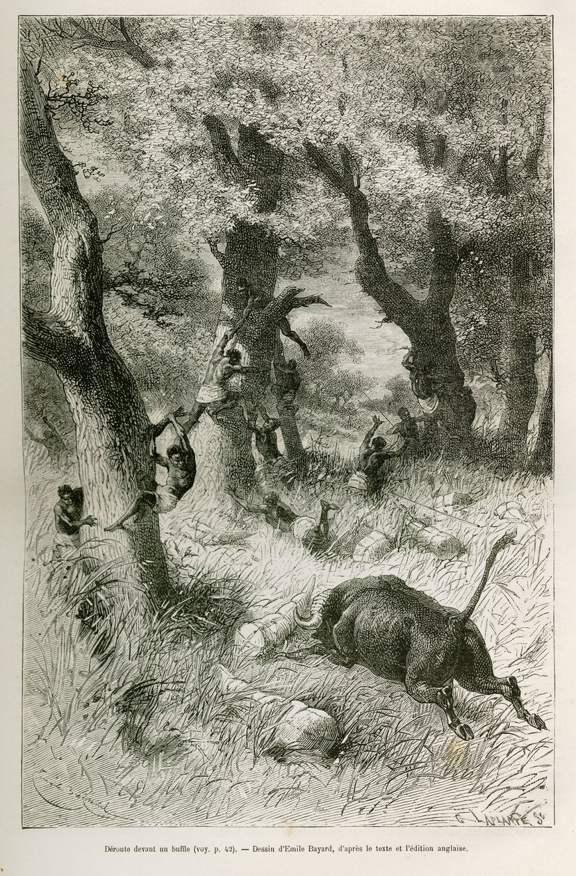 Niederlage der Expedition vor dem Angriff eines Büffels, Zeichnung von Emile Bayard, zur Illustration der Geschichte: Durch Afrika, von Sansibar (Tansania) nach Benguela (Angola), von 1872 bis 1876, von Leutnant V.H. Cameron. Gravur in Le tour du monde von Emile Antoine Bayard