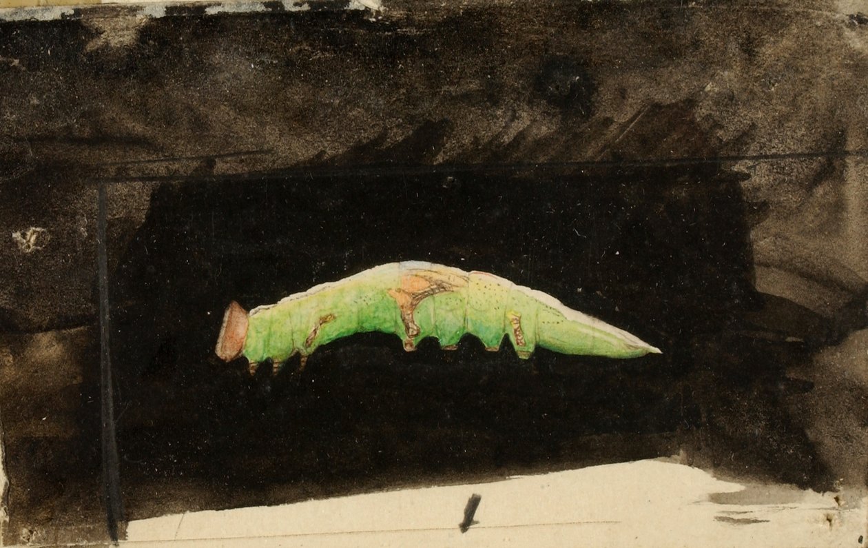 大きめの斑点模様のビーチリーフエッジキャタピラー、『Concealing Coloration in Animal Kingdom（動物界における色彩の隠蔽）』のための研究。 作： エマビーチセイヤー